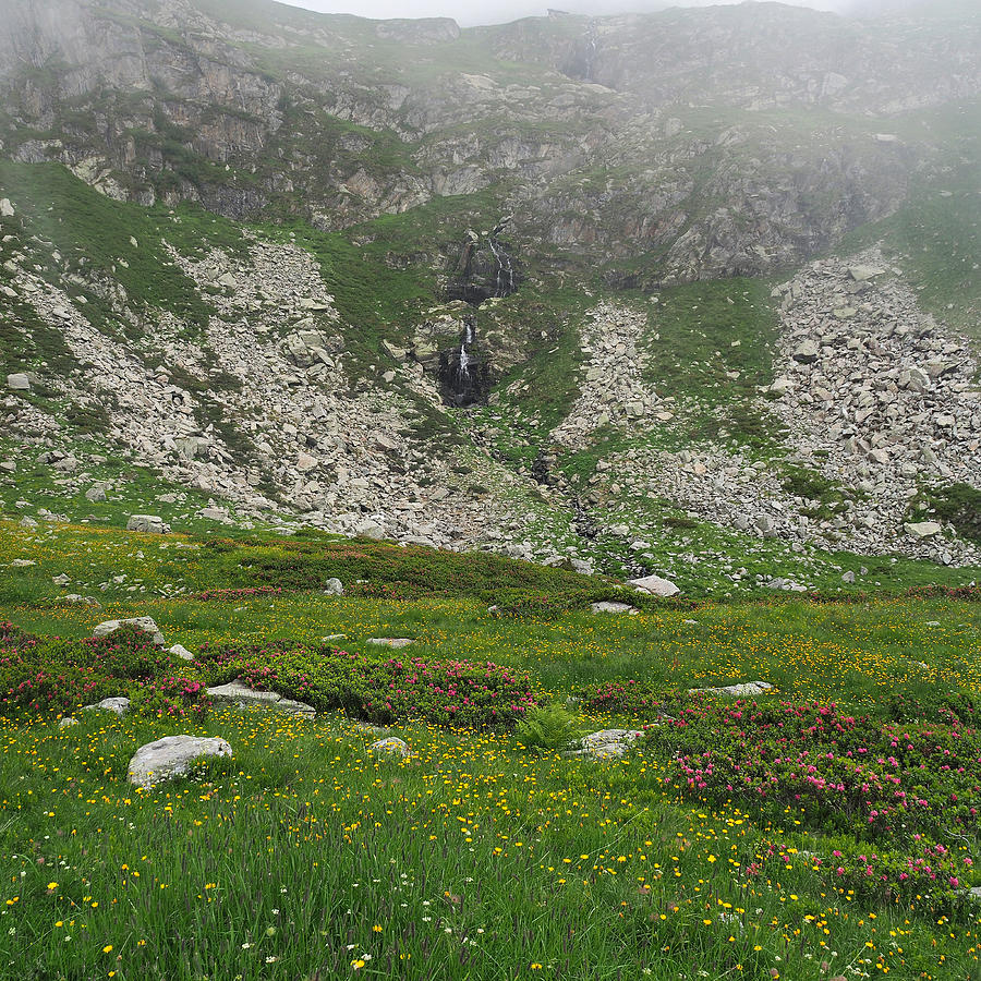 Fog And Wild Flowers In The High Strona Valley Photograph by Federica Grassi Fog And Wild Flowers In The High Strona Valley Photograph by Federica Grassi