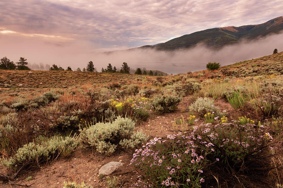 Fog and Wildflowers at Twin Lakes Photograph by Lois Lake