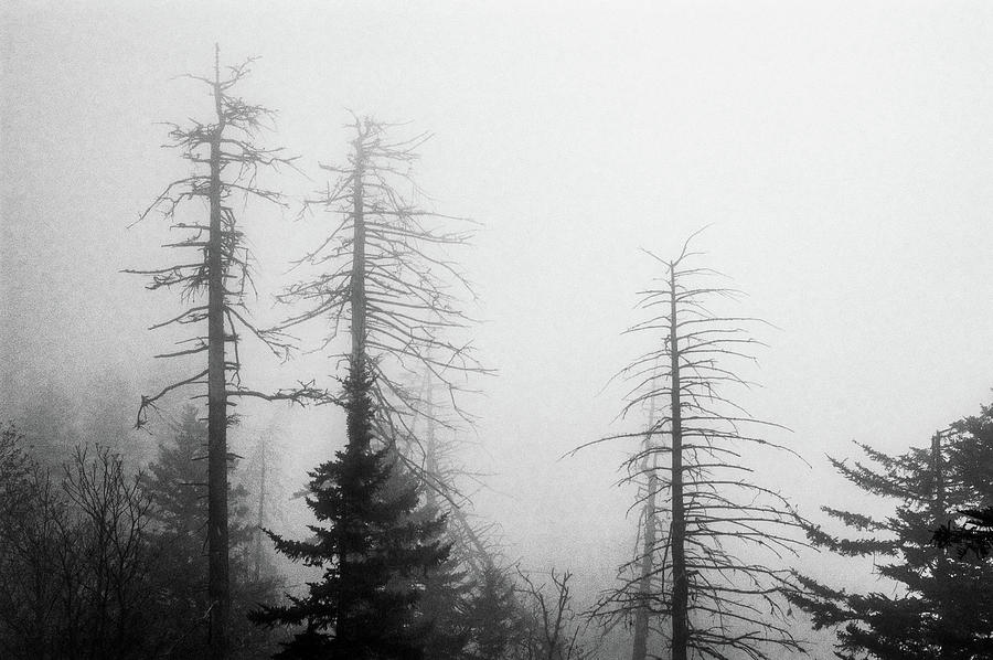 Fog at Clingmans Dome_003 Photograph by James C Richardson