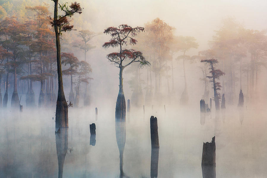 Fog at Cypress Lake Photograph by Alex Mironyuk