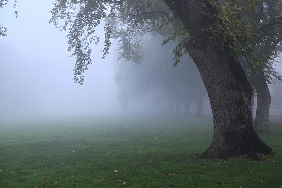 Fog at the Oval on Campus Photograph by Monte Stevens