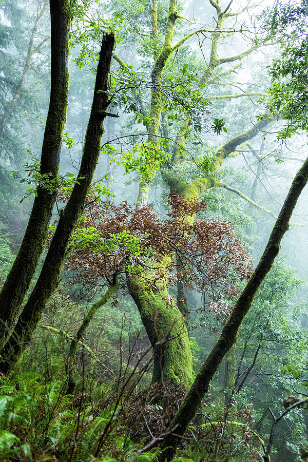 Fog, Contrasts, And Moss Covered Trunks Along The Humbug Mountain Trail Photograph