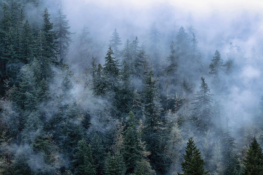 Fog Covered Forest Photograph by Christopher Johnson