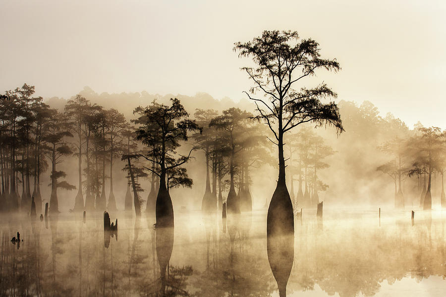 Fog covers cypress swamp - 5 Photograph by Alex Mironyuk