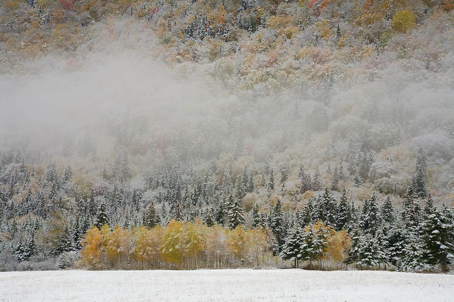 Fog drifting over snowy fall trees and hillside at Big Intervale Photograph by Irwin Barrett