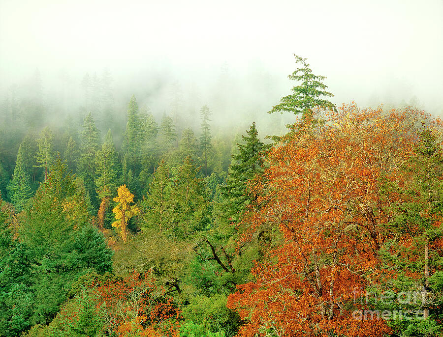 Fog Fall Color Fir Trees Central California Photograph by Dave Welling