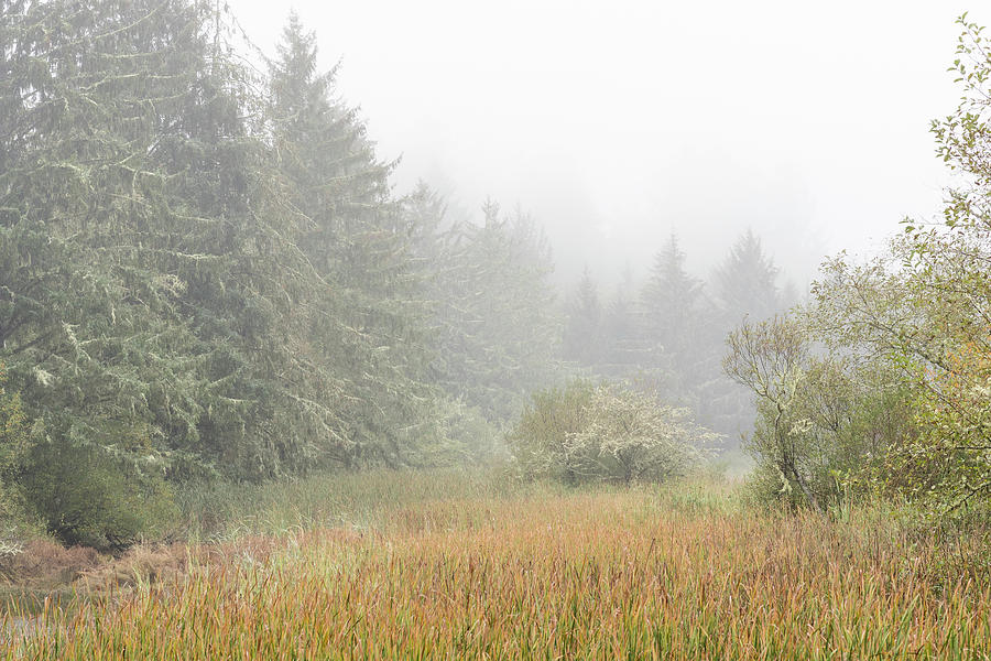 Fog Forest Fen Photograph by Robert Potts