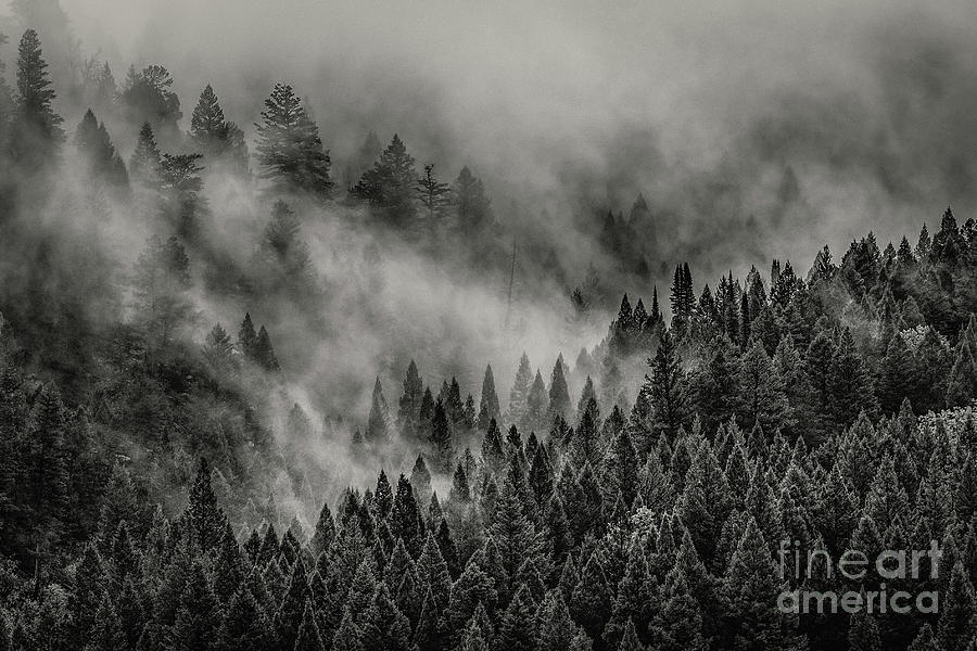 Fog Forest Photograph by Melissa Lipton
