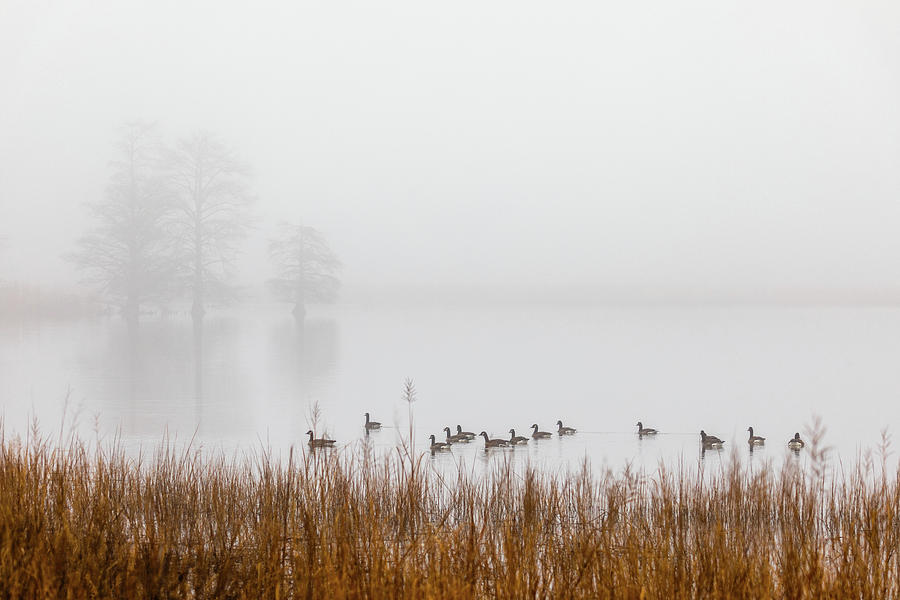 Fog in December Photograph by Rachel Morrison