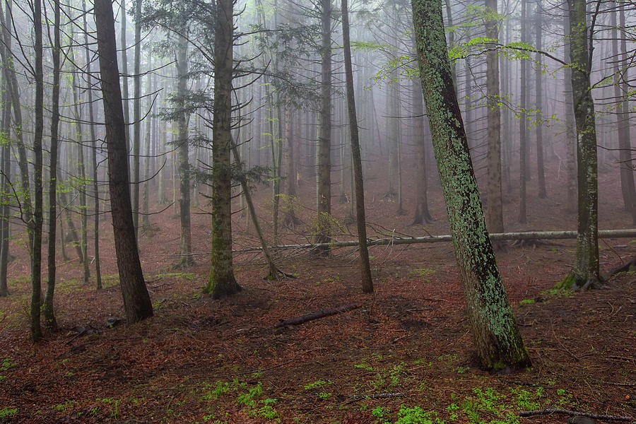 Fog In Spring Forest At Morning Photograph by Mikhail Kokhanchikov