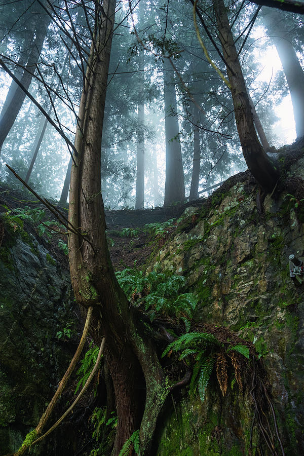 Fog in the Forest Capilano British Columbia Canada Photograph by Tommy Farnsworth