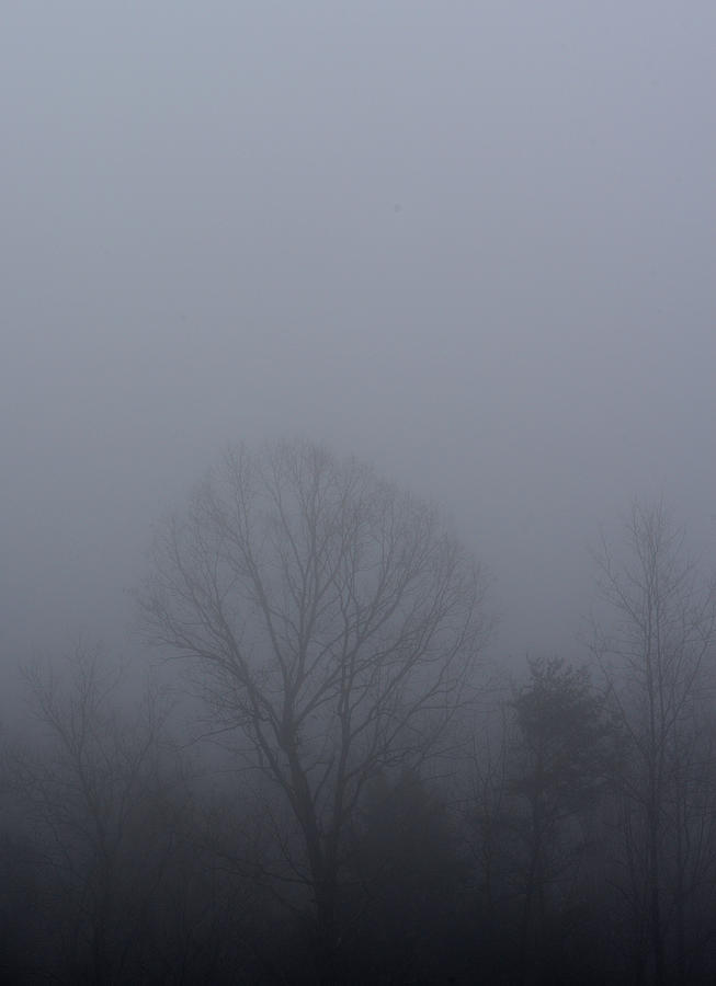 Fog in the NC Uwharrie National Forest, Photograph, Print, Minimalism Photograph by Eric Abernethy