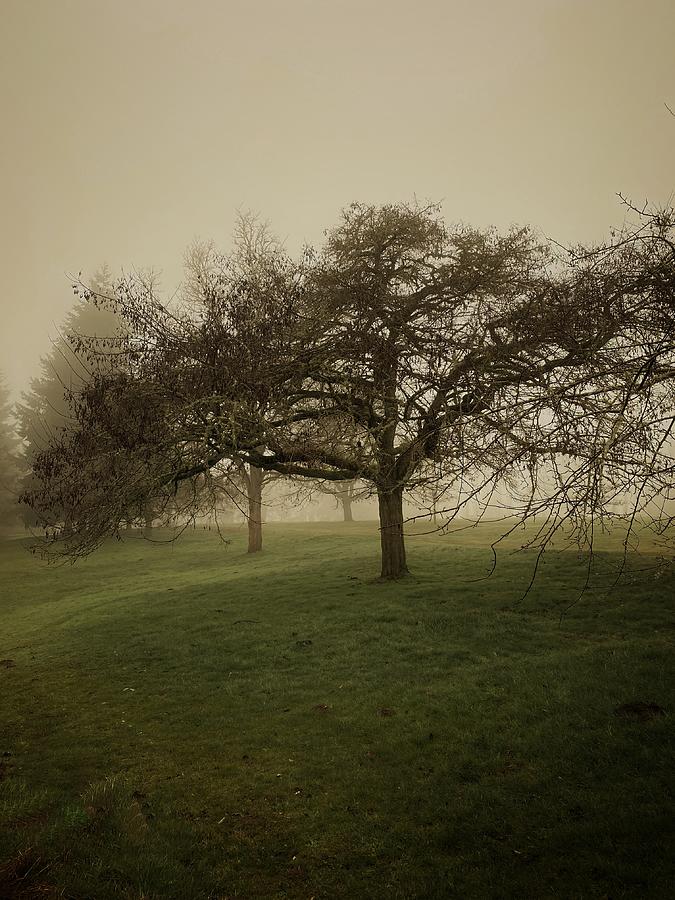 Morning Fog in the Park Photograph by Jerry Abbott