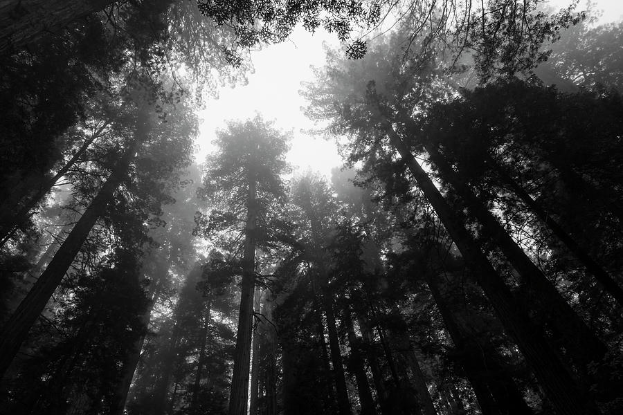 Fog In The Redwood Forest Canopy Photograph