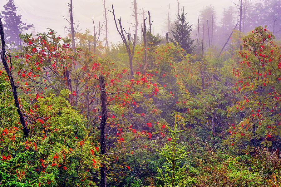 Fog in the Smokies Photograph by James C Richardson
