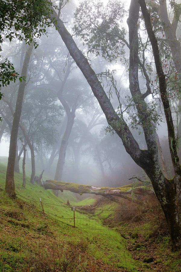 Fog on Santa Rita Creek Photograph by Lars Mikkelsen