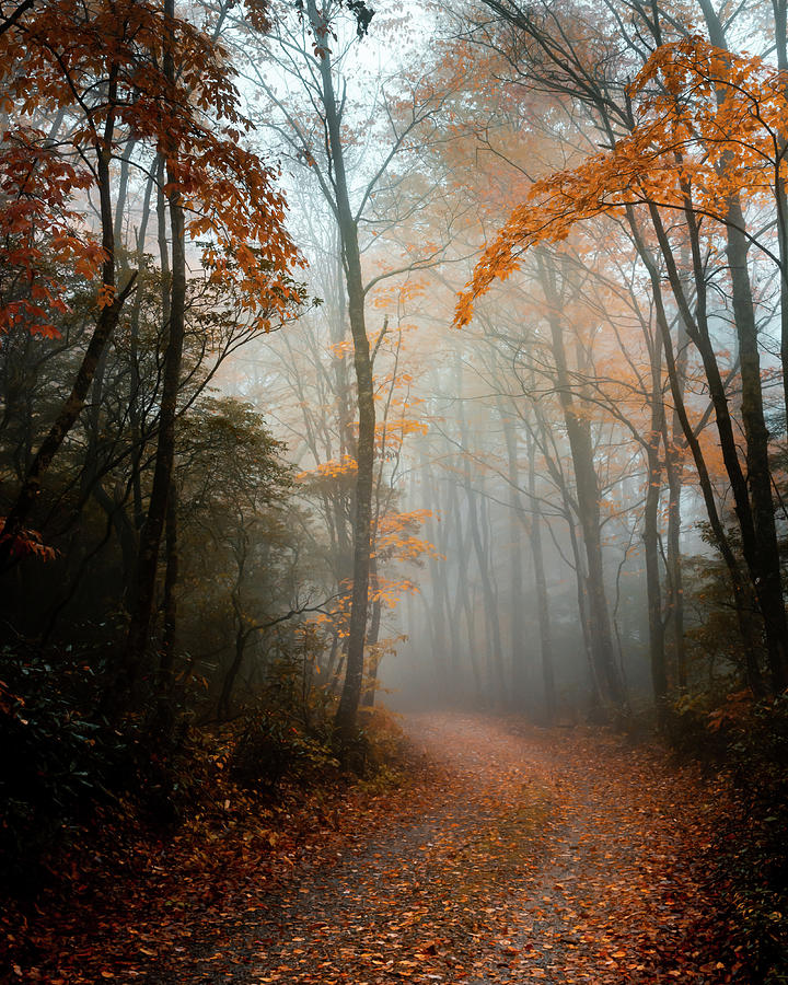 Fog on the Blue Ridge Parkway autumn colors Photograph by Mark Hazelton ...