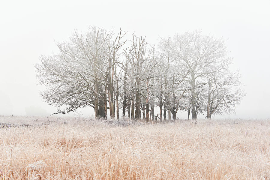Fog on the heather with frost on the trees Photograph by Jenco Van Zalk