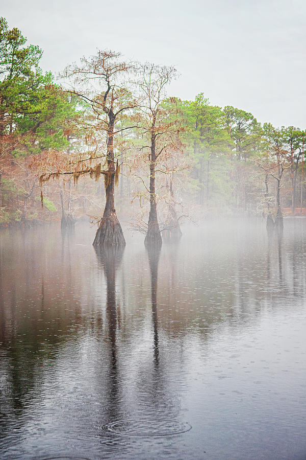 Fog on the Mill Pond - Newport North Carolina Photograph by Bob Decker