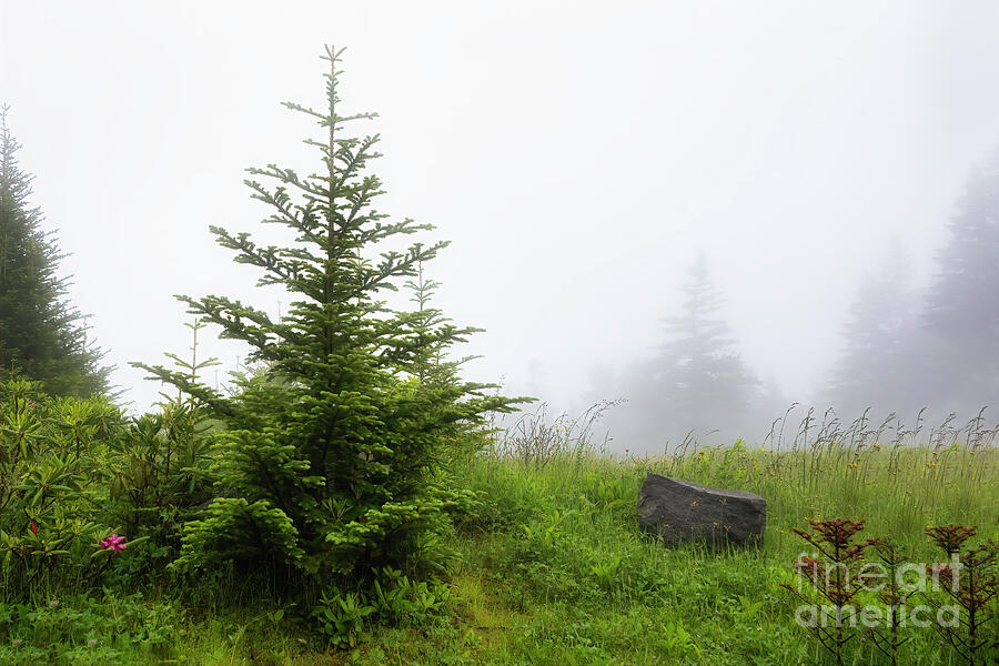 Fog on the Mountain Photograph by Shelia Hunt