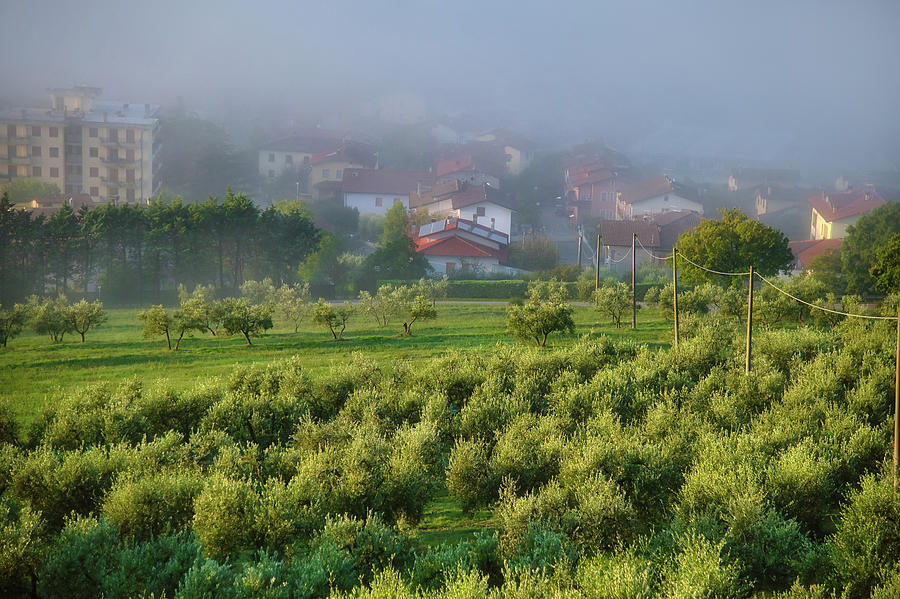 Fog over Olive Garden in Tuscany 1 Photograph by Jenny Rainbow