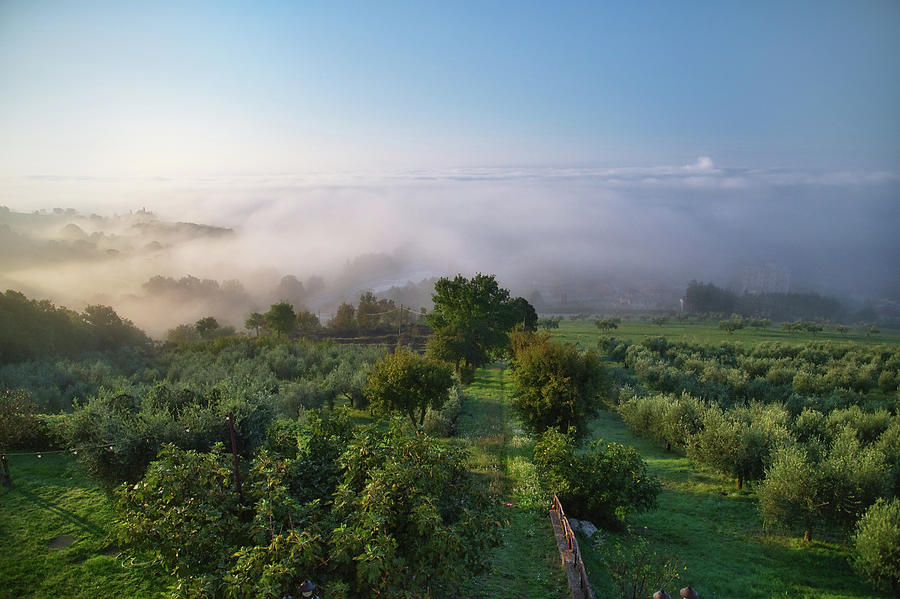 Fog over Olive Garden in Tuscany Photograph by Jenny Rainbow