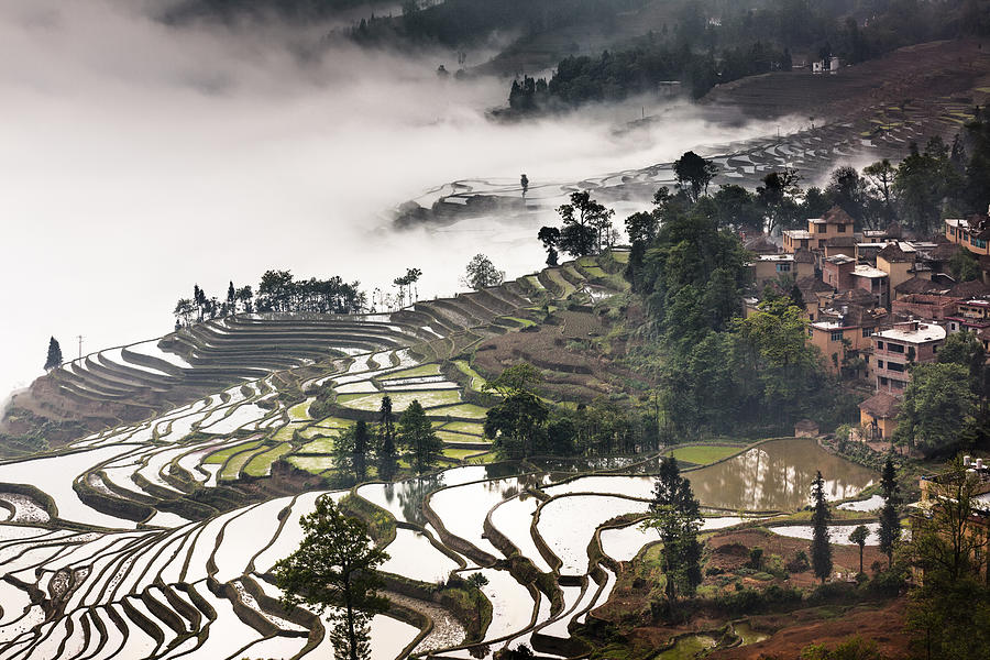 Fog shrouded terraces Photograph by William Yu Photography