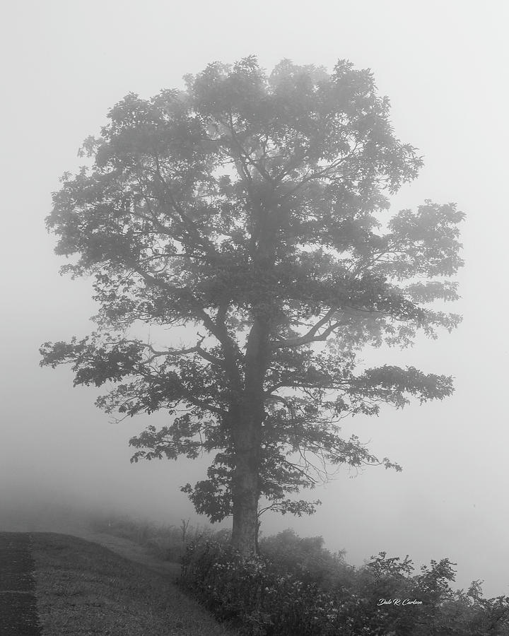 Fog Silhouette Photograph by Dale R Carlson