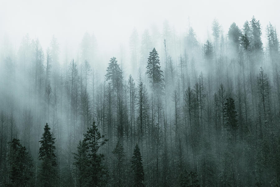 Fog Trees Photograph by Christopher Cauble - Fine Art America