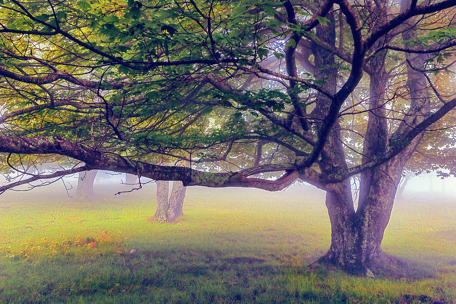 Fog Under the Trees Rocky Knob fx Digital Art by Dan Carmichael