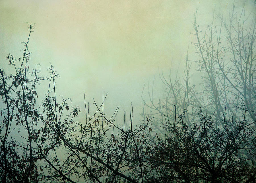 Tree Photograph - Dark Morning by Violet Gray