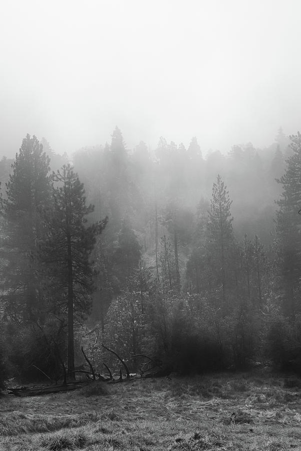 Fogforest 1 Photograph by Ryan Weddle