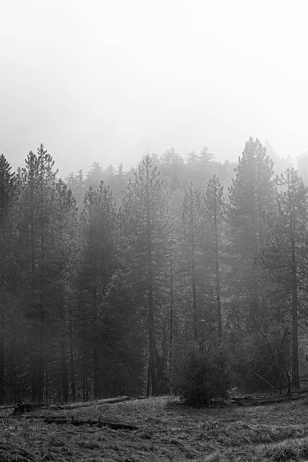 Fogforest 2 Photograph by Ryan Weddle