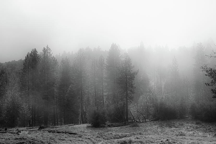 Fogforest Entry Photograph by Ryan Weddle