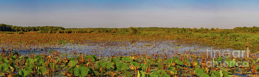 Fogg Dam Wetlands Panorama Photograph by Suzanne Luft