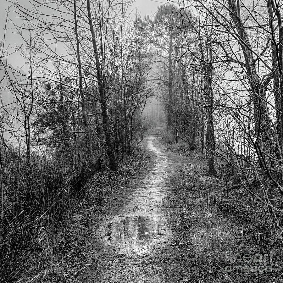 Foggy and Soggy Trail  - bw Photograph by Robert Anastasi
