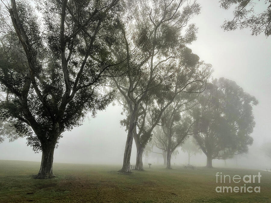Nature Photograph - Foggy at Mile Square Park by Nina Prommer