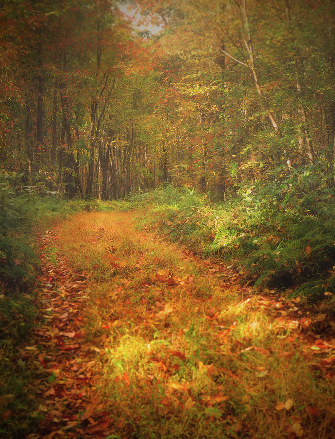 Foggy Autumn Along the Appalachian Trail Photograph by Jason Fink