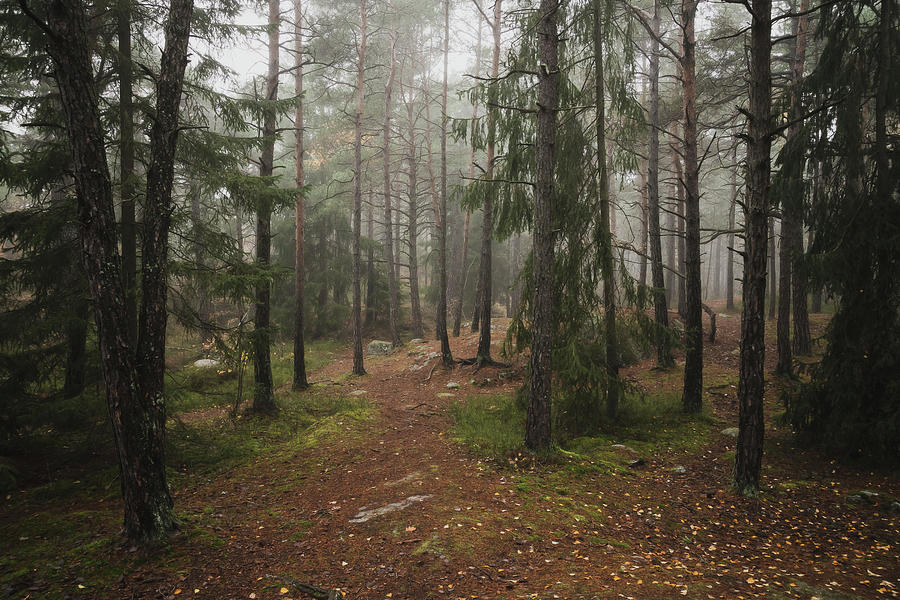 Fall Photograph - Foggy Autumn Forest Scene by Nicklas Gustafsson