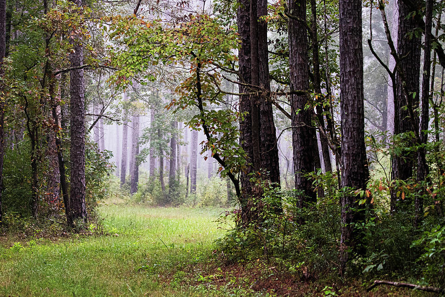 Foggy Autumn Morning in the Croatan National Forest Photograph by Bob Decker