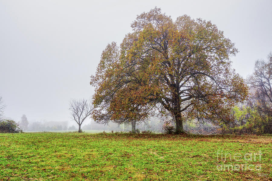 Foggy Autumn Morning Photograph by Jennifer White