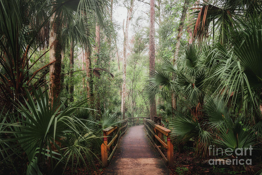 Foggy Boardwalk at Cypress Swamp, Florida Photograph by Liesl Walsh