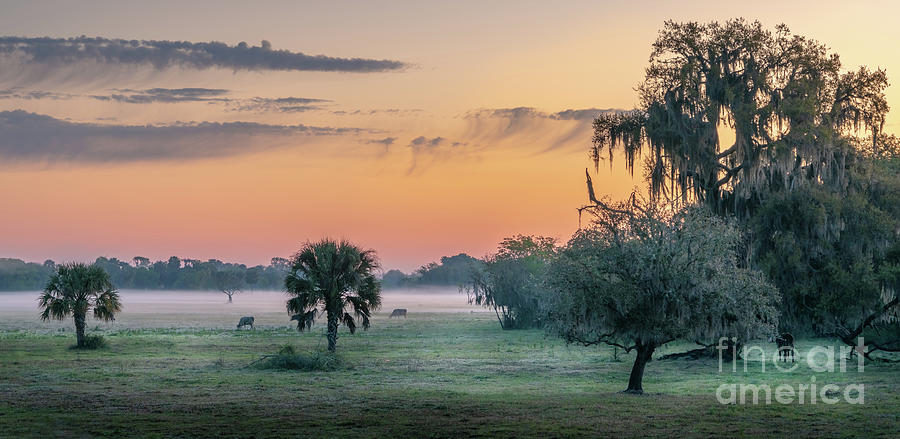Foggy Cow Pasture in Myakka City, Florida Photograph by Liesl Walsh
