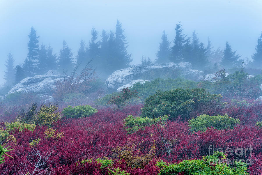 Foggy Day at Bear Rocks Photograph by Thomas R Fletcher