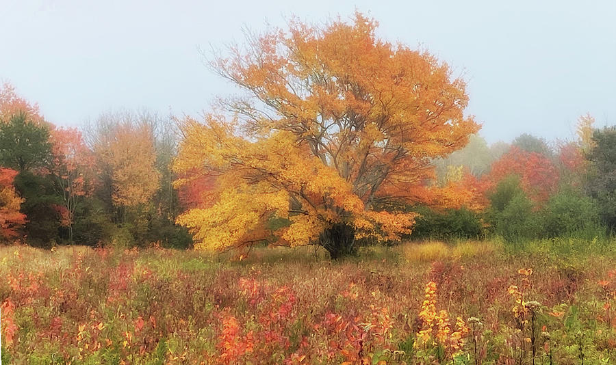 Foggy Day Autum color Photograph by Constantine Gregory