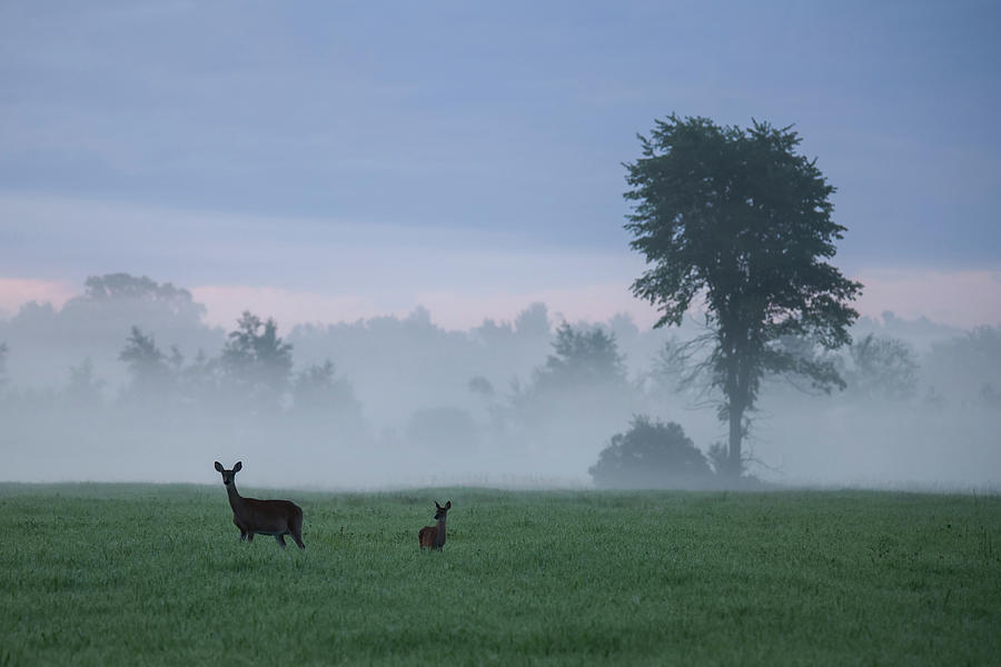 Foggy Deer Photograph by Brook Burling