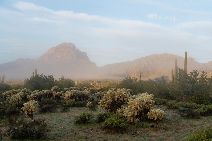 Foggy desert morning Photograph by Mary Hone