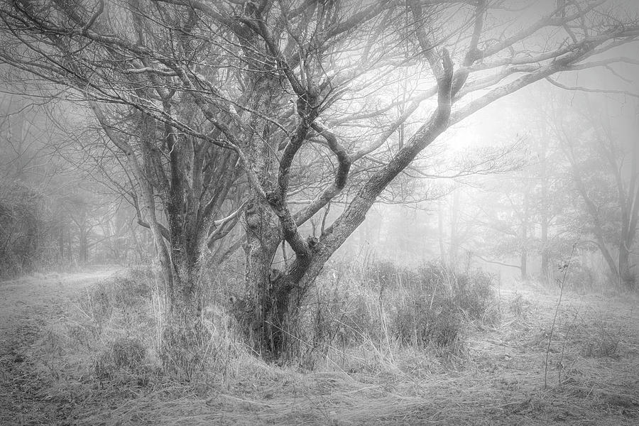 Foggy Dogwood Photograph by Wendell Thompson
