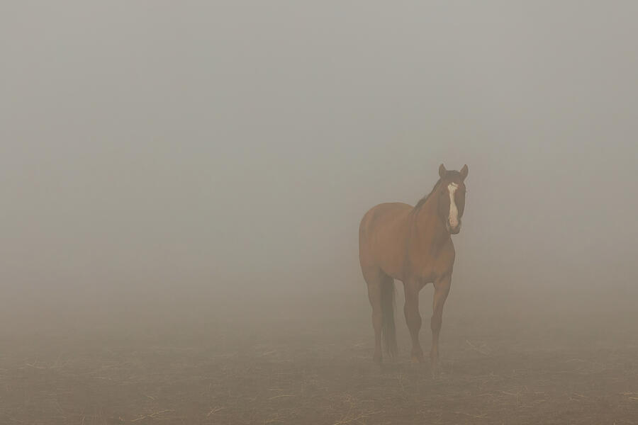 Horse Photograph - Foggy Dreamer by Mike Lee