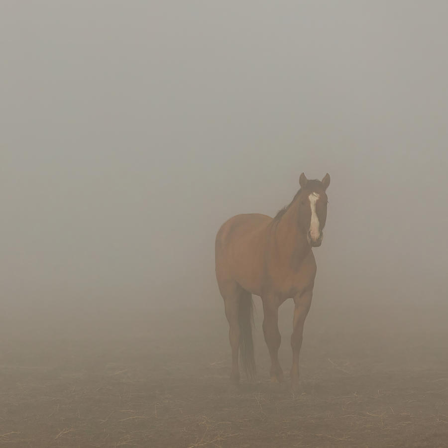 Foggy Dreamer - Square Crop Photograph by Mike Lee